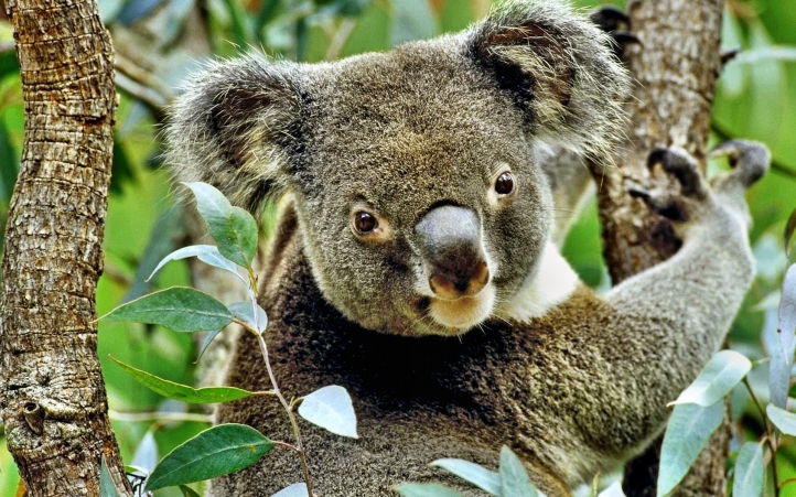 01-koalas fond écran wallpaper