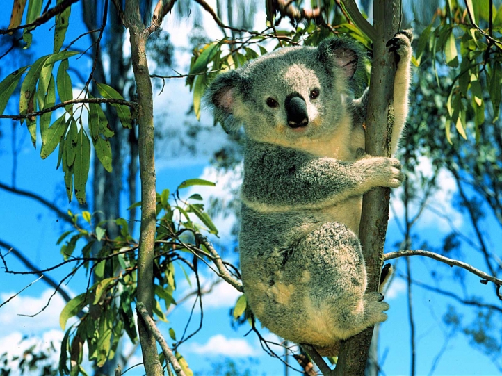 Koalas fond écran wallpaper