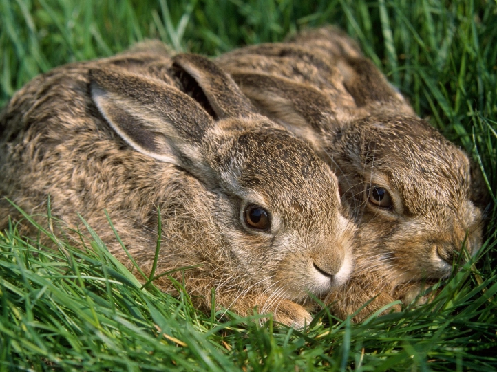 Lapins fond écran wallpaper