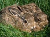 fond écran Lapins