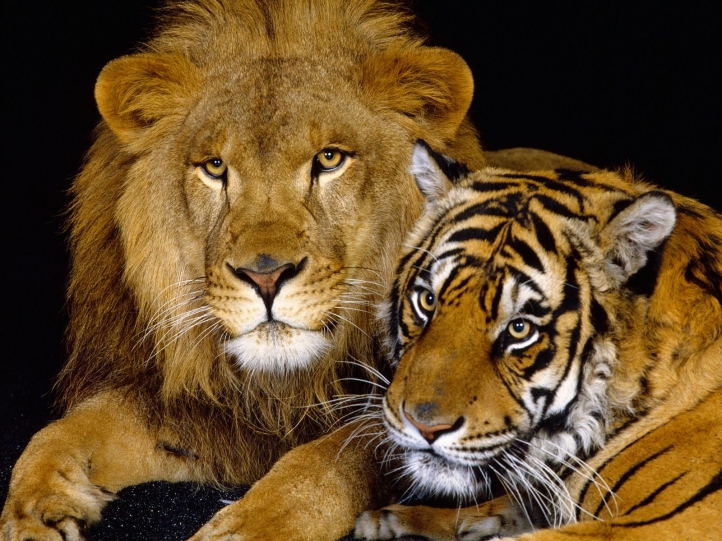 Lion & Tigre fond écran wallpaper
