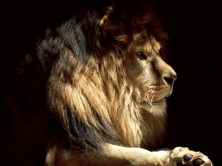 Lions fond écran wallpaper