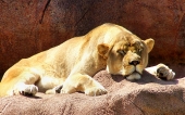 miniature lion-12