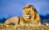 fond écran Lion