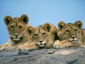 fond écran Lions
