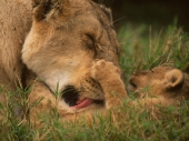 fond écran Lions