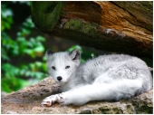 fond écran Loup Blanc