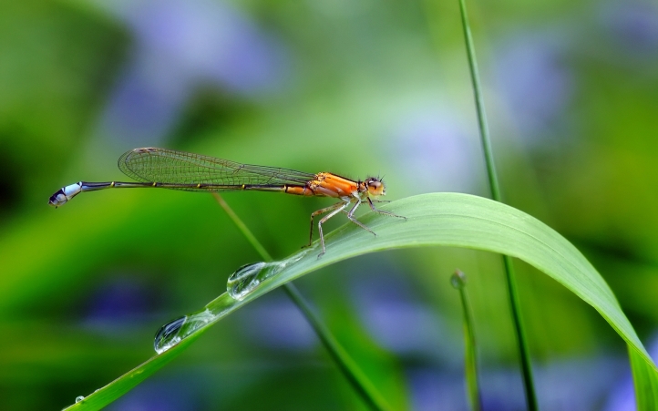 libellues fond écran wallpaper