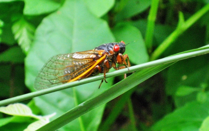 02-mouche fond écran wallpaper