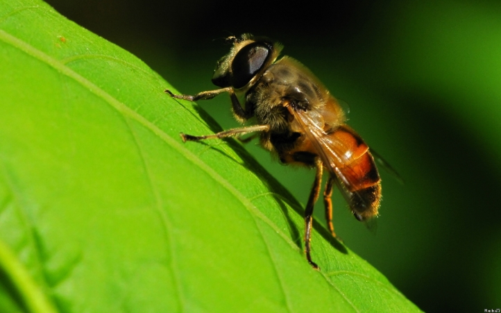 03-mouche fond écran wallpaper