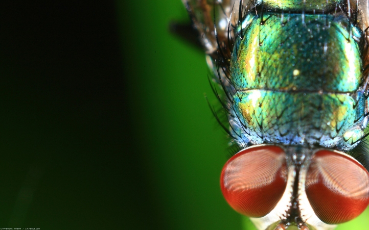 Mouche fond écran wallpaper