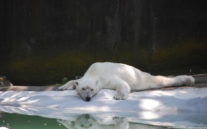 18-ours polaire blanc fond écran wallpaper