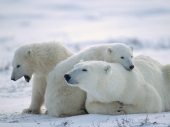 fond écran Ours