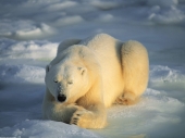 fond écran Ours