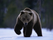 fond écran Ours