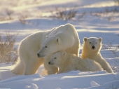 fond écran Ours