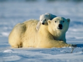 fond écran Ours