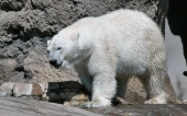 fond écran ours blanc-08