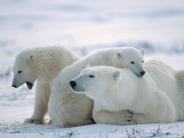 fond d'ecran gratuit ours