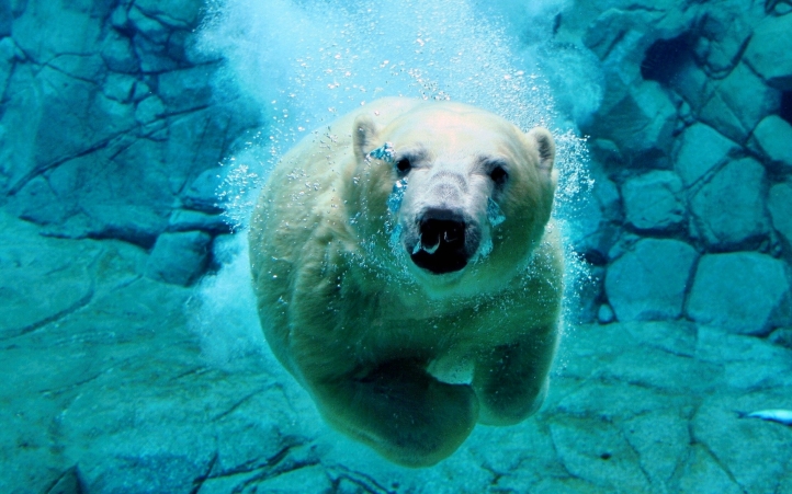 ours blanc fond écran wallpaper