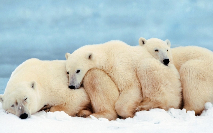 ours polaire blanc-10 fond écran wallpaper