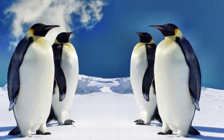 03-pingouin fond écran wallpaper