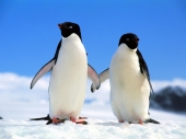 fond écran Pingouins