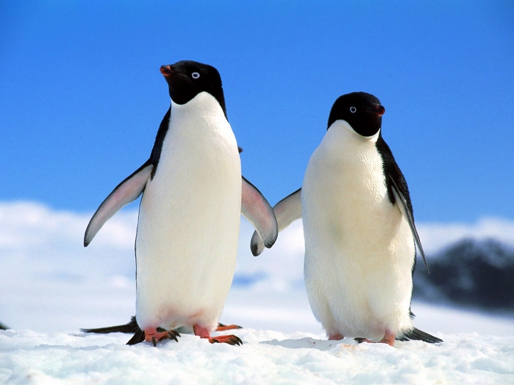 Pingouins fond écran wallpaper