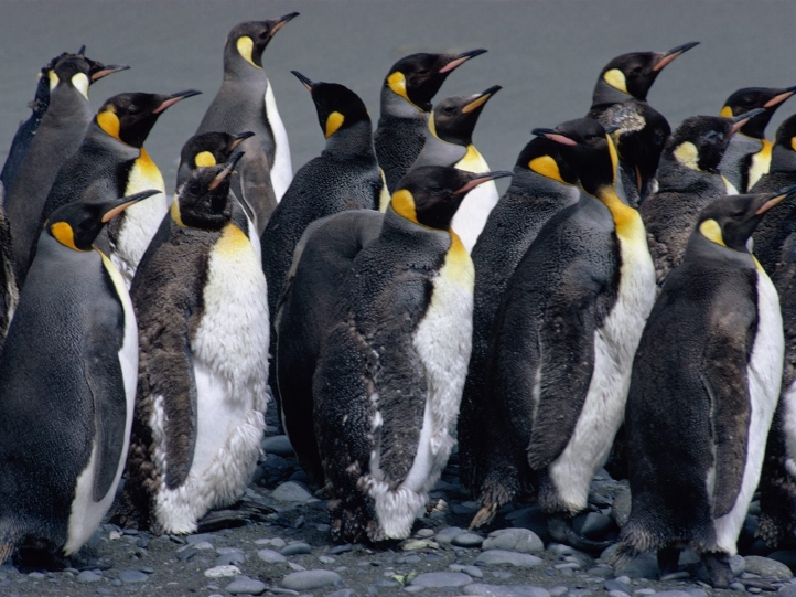 Pingouins fond écran wallpaper