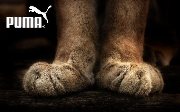 Paire de Pattes de Puma fond écran wallpaper