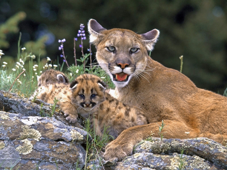 Pumas fond écran wallpaper