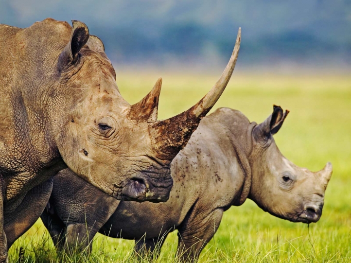 Rhinoceros fond écran wallpaper