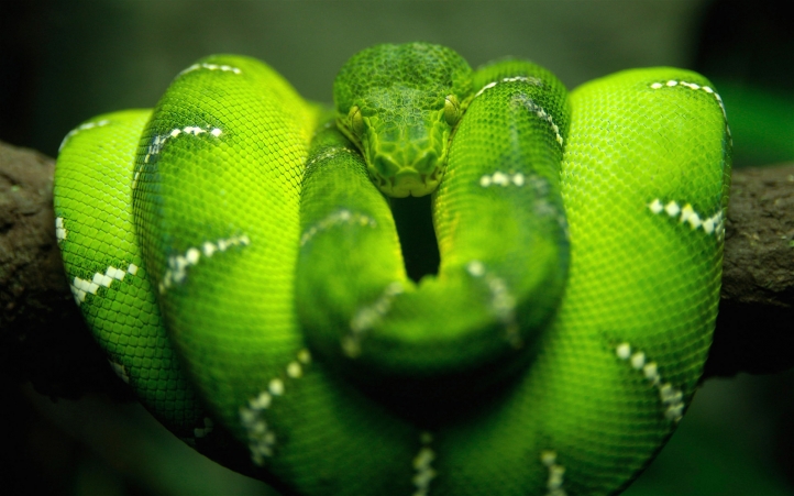 Serpent bien Vert fond écran wallpaper