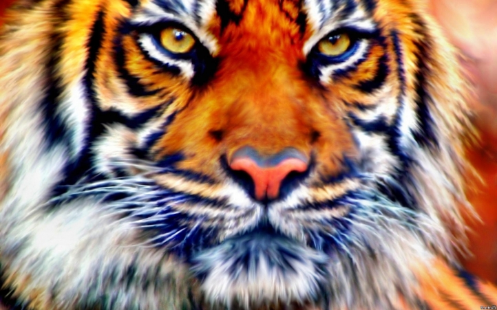 10-tigre fond écran wallpaper