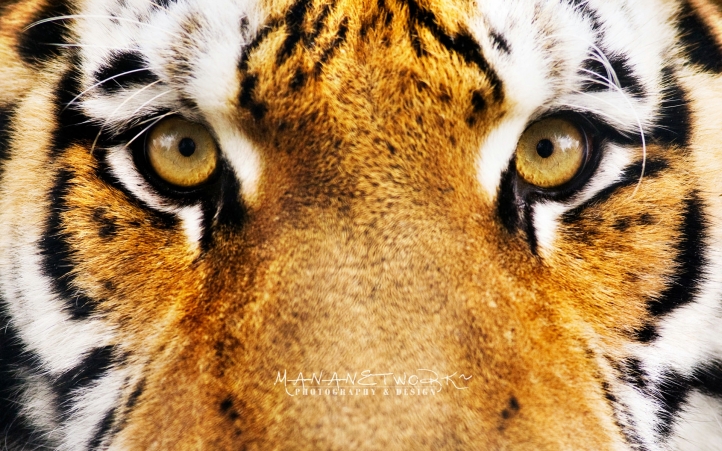 11-tigre fond écran wallpaper