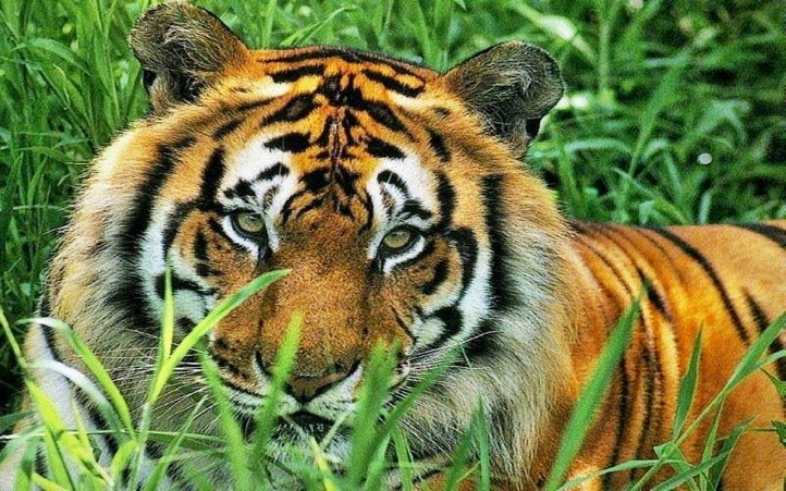 12-tigre fond écran wallpaper