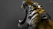 fond écran tigres