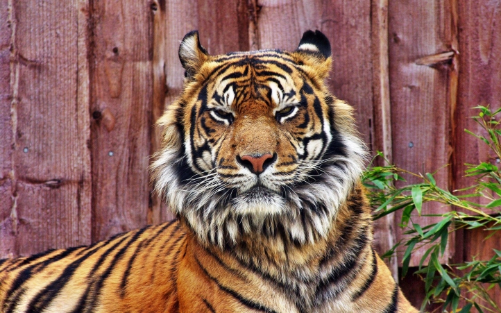 tigre fond écran wallpaper