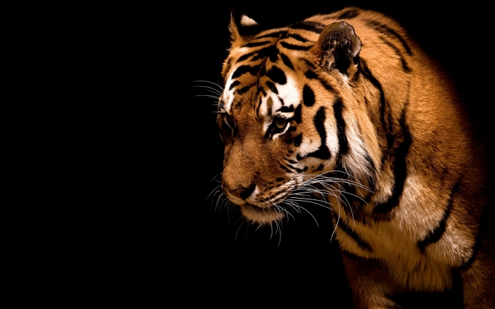 tigre fond écran wallpaper