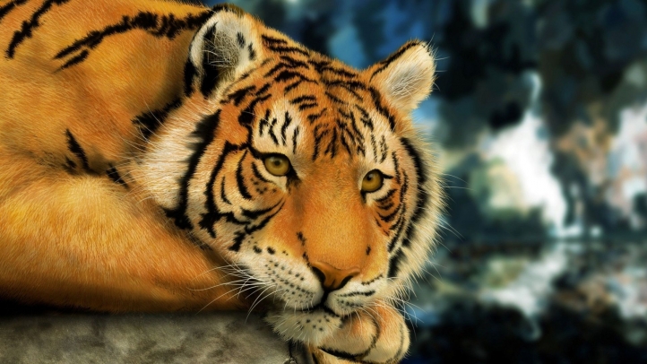 tigres fond écran wallpaper