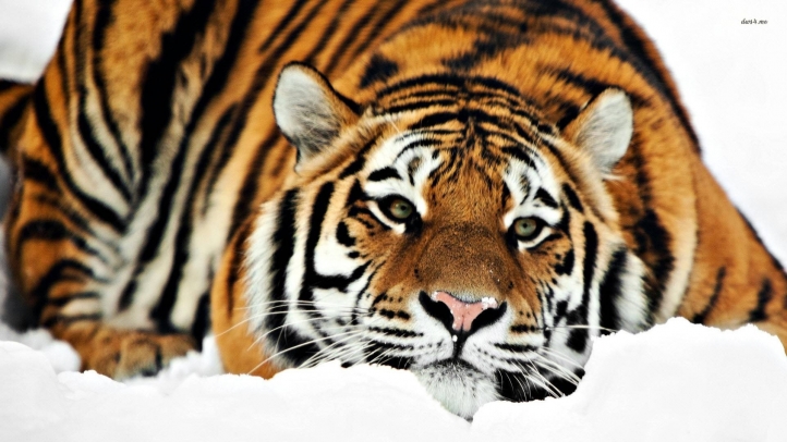 tigres fond écran wallpaper