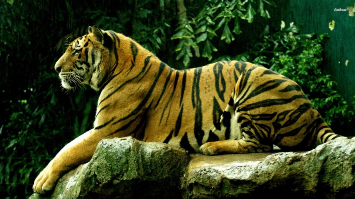 tigres fond écran wallpaper