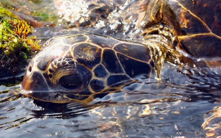 05-tortue fond écran wallpaper