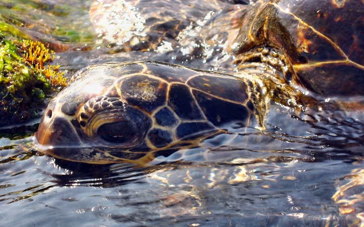 tortues fond écran wallpaper