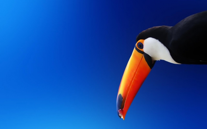 01-toucan fond écran wallpaper