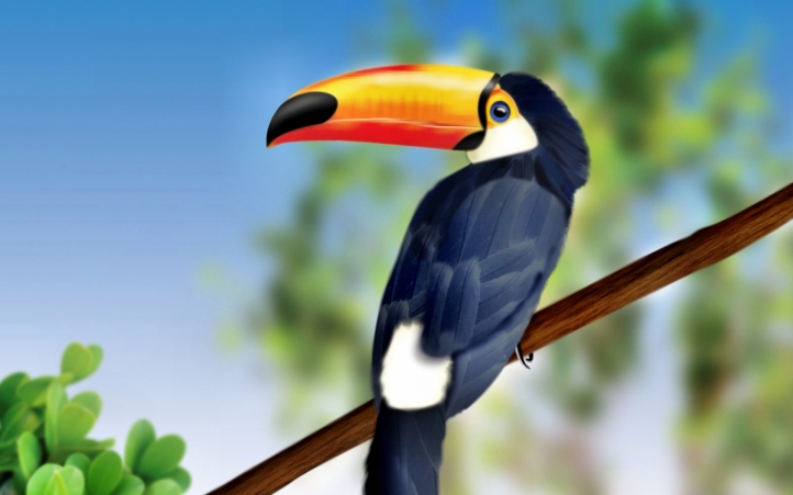 02-toucan fond écran wallpaper