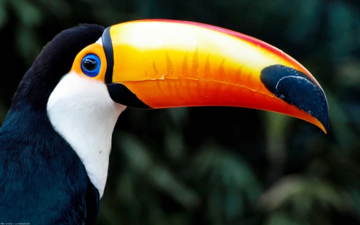 04-toucan fond écran wallpaper