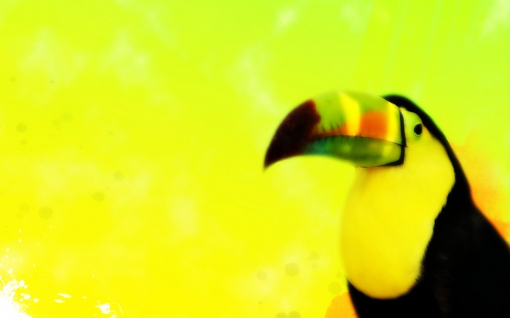 05-toucan fond écran wallpaper