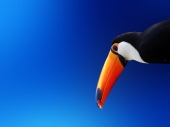 fond écran Toucan