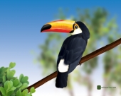 fond écran Toucan